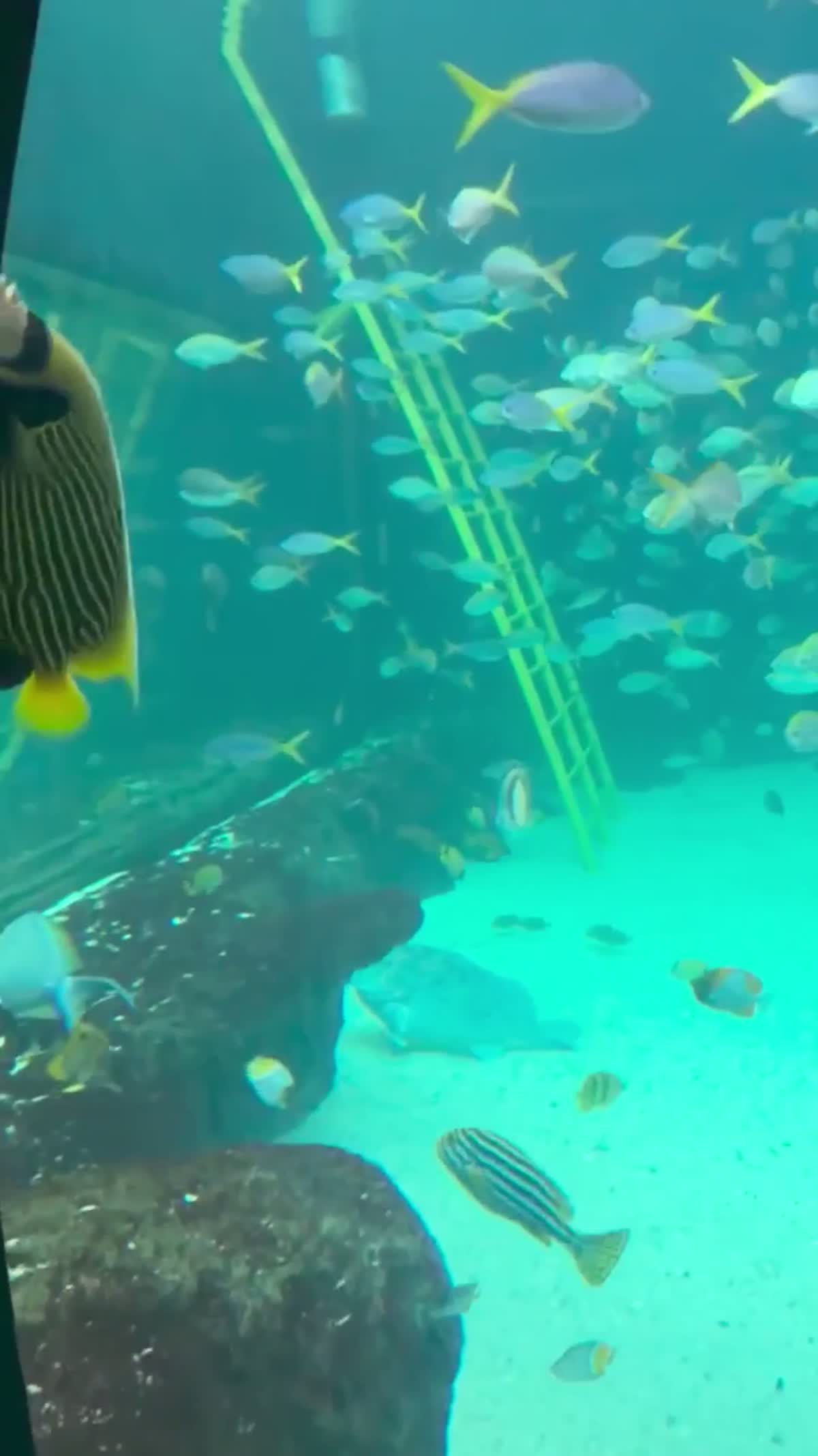Peces nadando en uno de los acuarios de The Florida Aquarium en Tampa