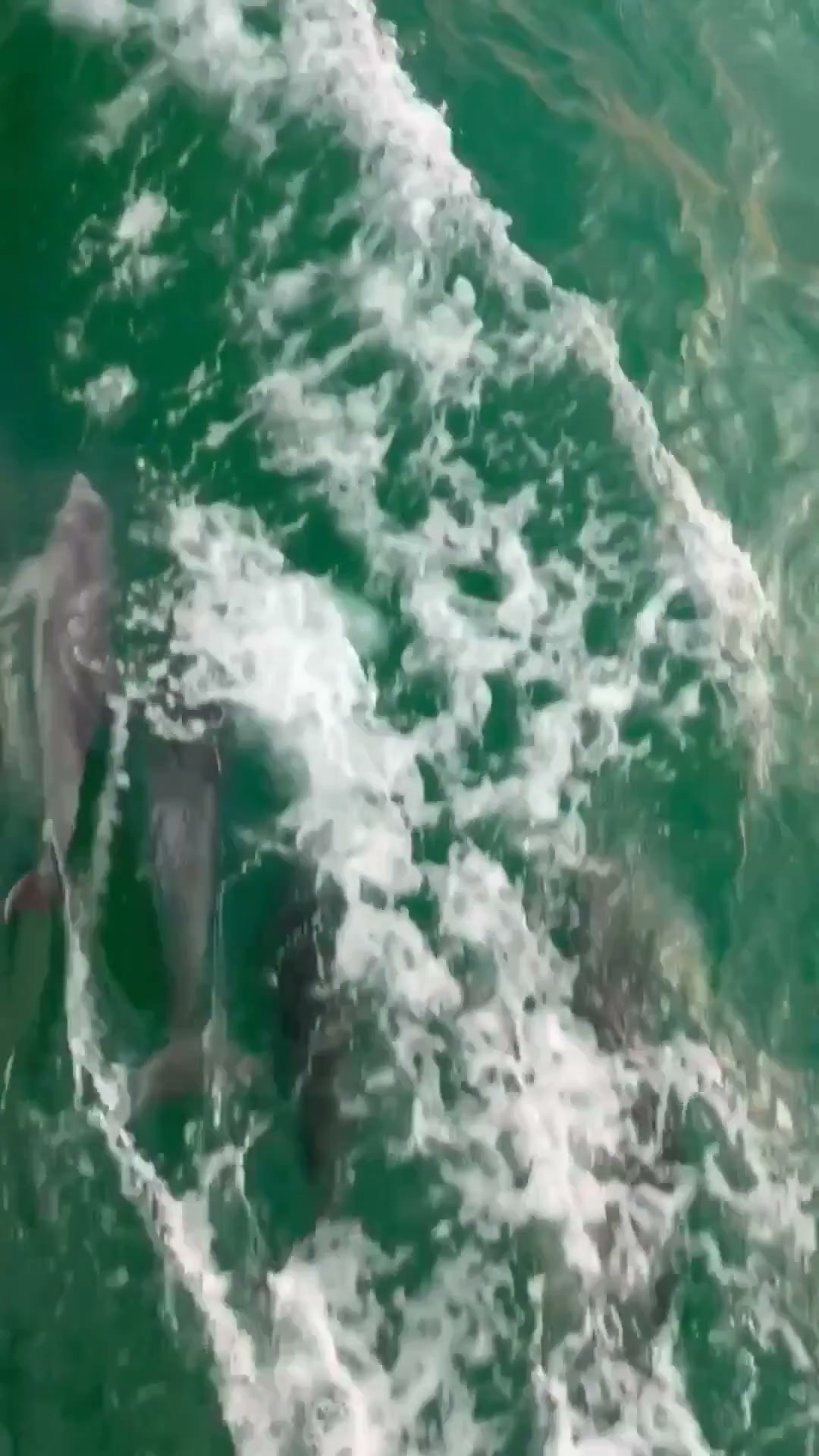 Delfines nadando junto al barco Double Sunshine en las aguas de Naples