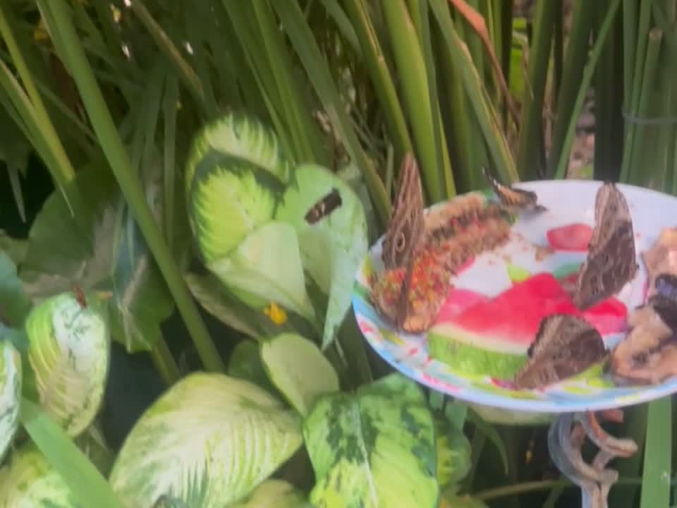 Mariposas sobre un plato de fruta entre plantas del conservatorio de Key West