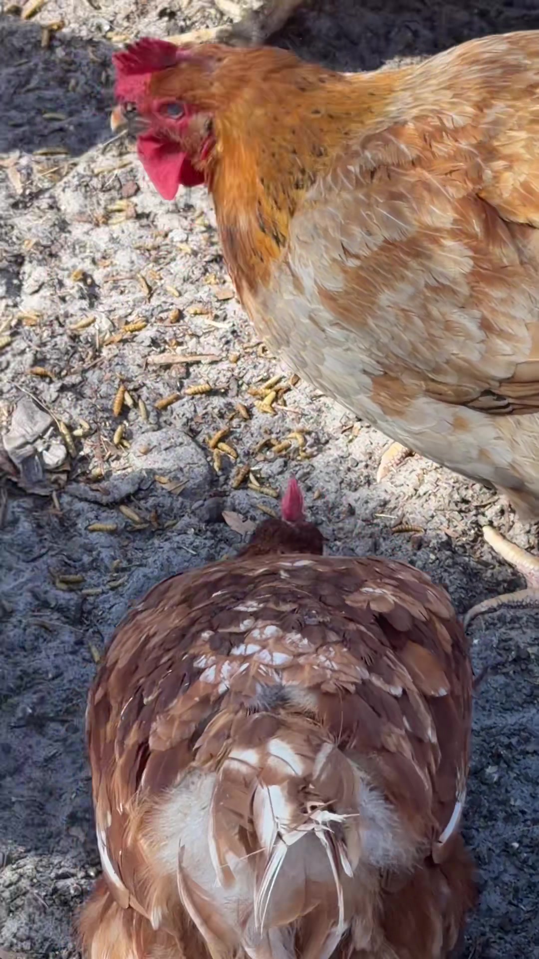 Gallinas comiendo larvas secas PROILGRUBS