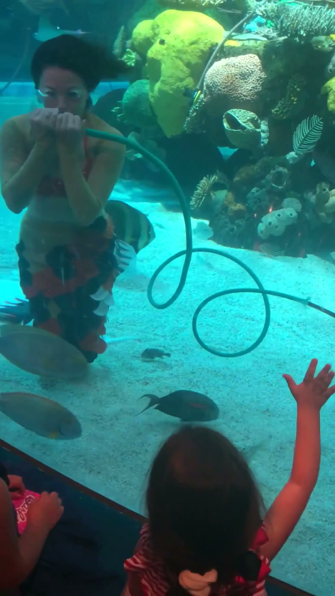 Sirena nadando dentro del acuario del Silverton mientras una niña la saluda desde el cristal